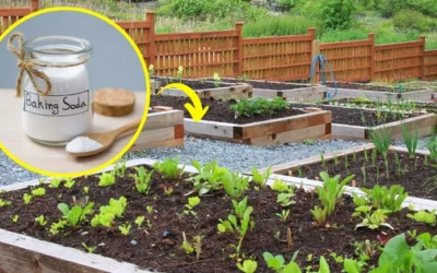 What Happens When You Use Backing Soda In Your Garden?