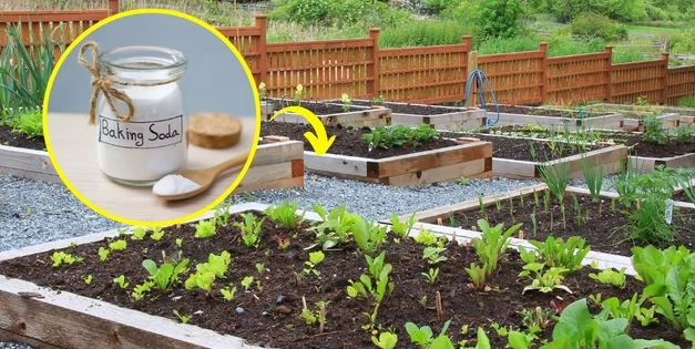 What Happens When You Use Backing Soda In Your Garden?