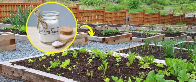 What Happens When You Use Backing Soda In Your Garden?