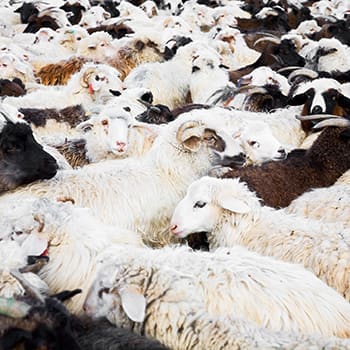 You Should Never Keep These Livestock Together