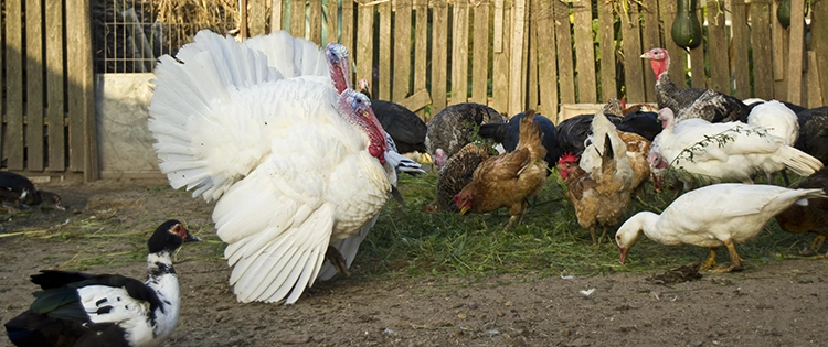 You Should Never Keep These Livestock Together