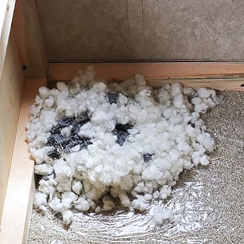 9 Signs You've Got Rats - nest