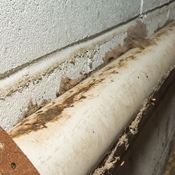 9 Signs You've Got Rats - marks