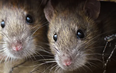 9 Signs You’ve Got Rats