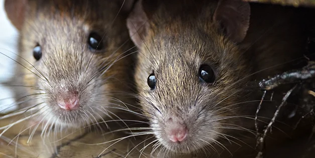 9 Signs You’ve Got Rats