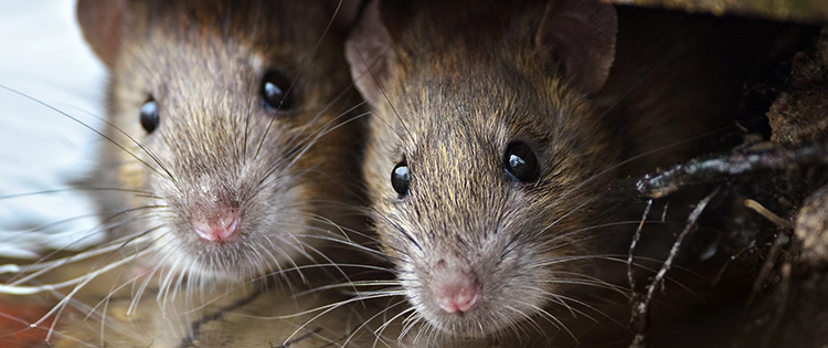 9 Signs You’ve Got Rats