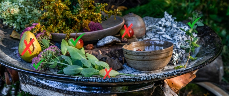 Foraging Mistakes You’re Probably Making