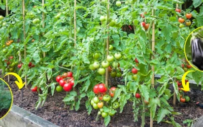 These Plants Are Killing Your Tomatoes