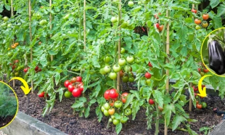 These Plants Are Killing Your Tomatoes