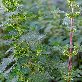 Weeds You Should Never Pull from Your Backyard