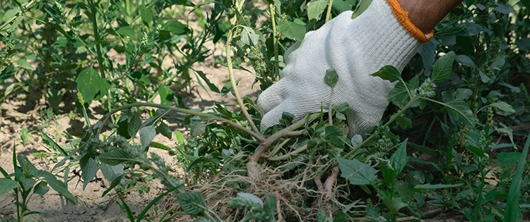 Weeds You Should Never Pull From Your Backyard