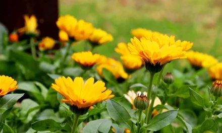 Why You Should Add Calendula To Your Garden