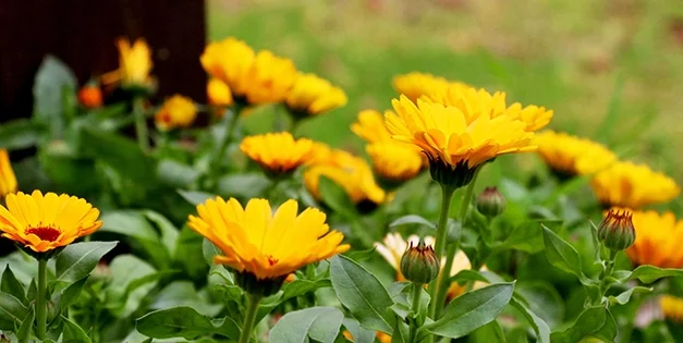 Why You Should Add Calendula To Your Garden