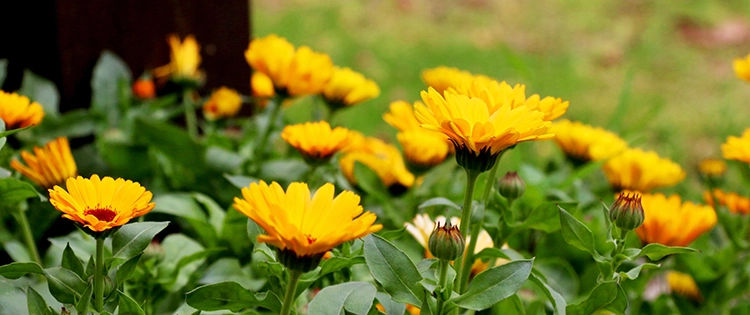 Why You Should Add Calendula To Your Garden