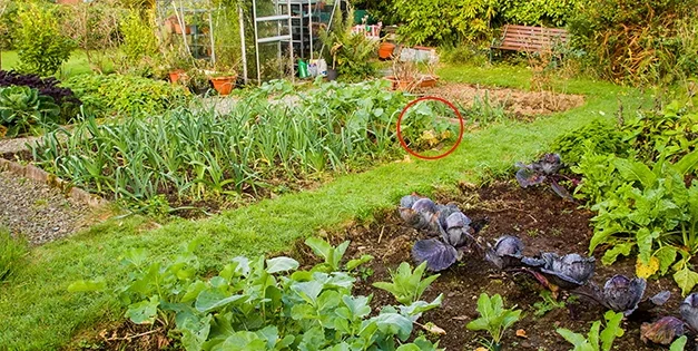 The Ultimate Survival Crop You Need On Your Property