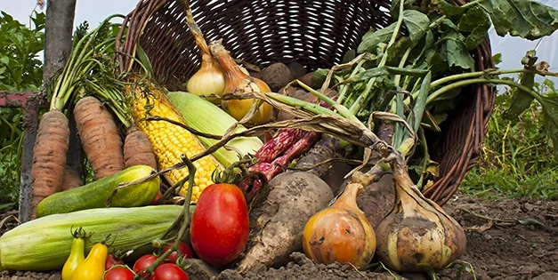 Vegetables You Can Harvest In Less Than A Month