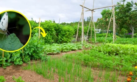 Why You Should Worry If You See This Butterfly In Your Garden