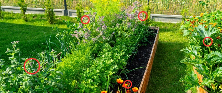 You Don’t Want This Near Your Plants