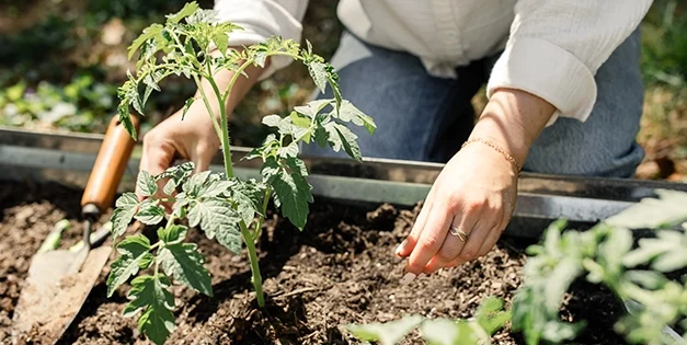 Bad Gardening Habits That Could Ruin Your Crops