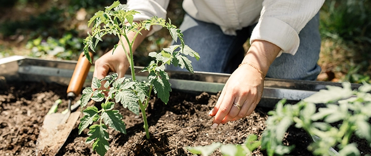 Bad Gardening Habits That Could Ruin Your Crops