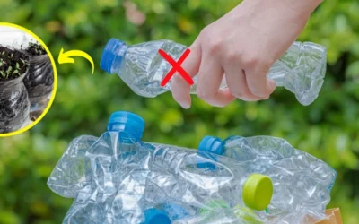 Do Not Throw Away Your Plastic Bottles, Do This Instead