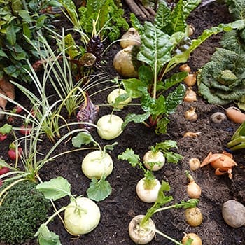 How Much Money I Saved in a Year By Growing My Own Food