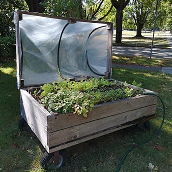 How Much Money I Saved in a Year By Growing My Own Food