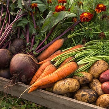 How Much Money I Saved in a Year By Growing My Own Food
