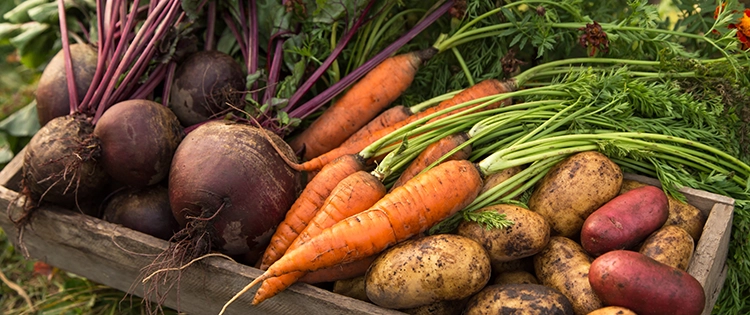 How Much Money I Saved in a Year By Growing My Own Food