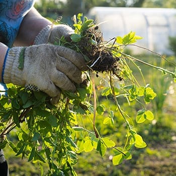 Soil Testing Methods Used By Pioneers That Still Work Today