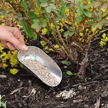This Is Why You Should Give Aspirin To Your Crops - aspirin on soil