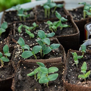 This Is Why You Should Give Aspirin To Your Crops - seed germination