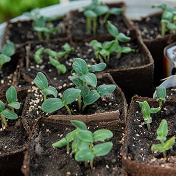 This Is Why You Should Give Aspirin To Your Crops