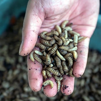 Why You Should Have A Black Soldier Fly Composting System