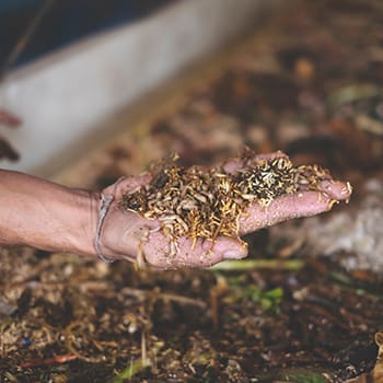 Why You Should Have A Black Soldier Fly Composting System