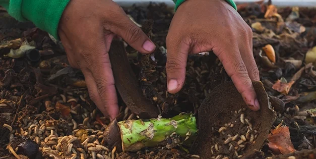 Why You Should Have A Black Soldier Fly Composting System