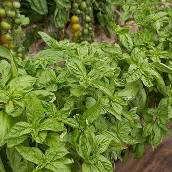 7 Herbs To Plant In Your Survival Garden