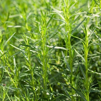 7 Herbs To Plant In Your Survival Garden