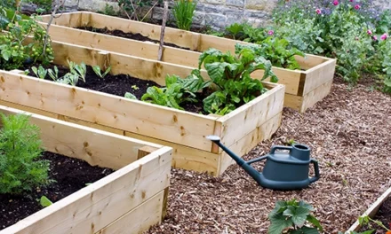 7 Herbs To Plant In Your Survival Garden