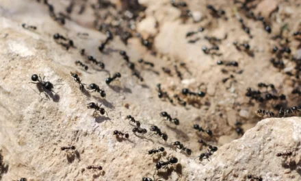 8 Natural Ways To Get Rid of Ants