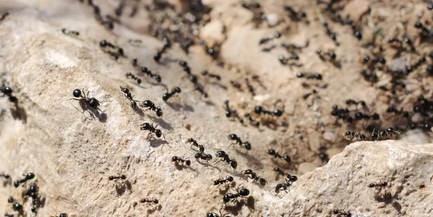 8 Natural Ways To Get Rid of Ants