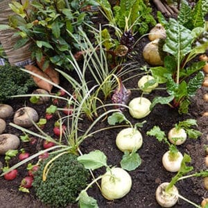 How to Double Your Harvest - Self Sufficient Projects