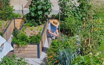 How to Double Your Harvest