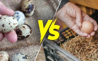 Quail Eggs vs Chicken Eggs