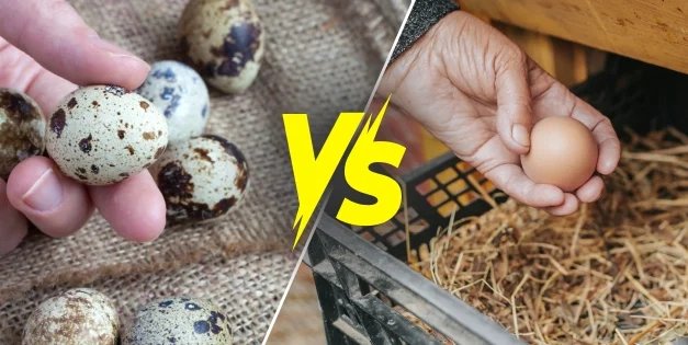 Quail Eggs vs Chicken Eggs