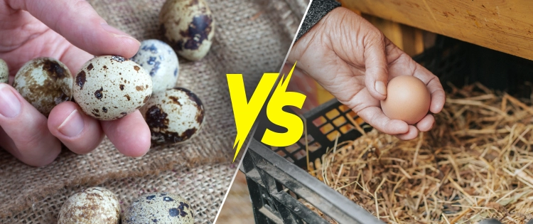 Quail Eggs vs Chicken Eggs