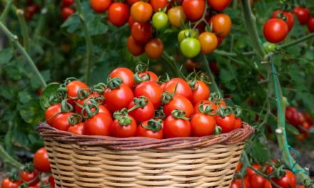 Tomato Myths