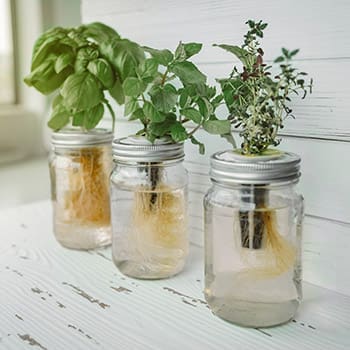 10 Household Items You Can Use as Mini-Greenhouses