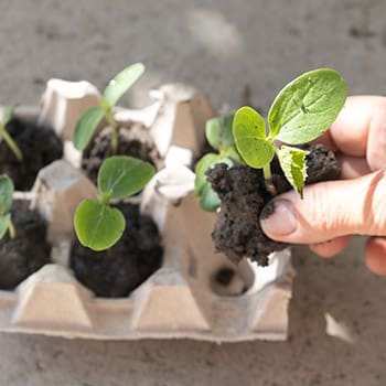 10 Household Items You Can Use as Mini-Greenhouses