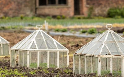 10 Household Items You Can Use as Mini-Greenhouses